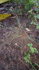Bulbostylis hispidula