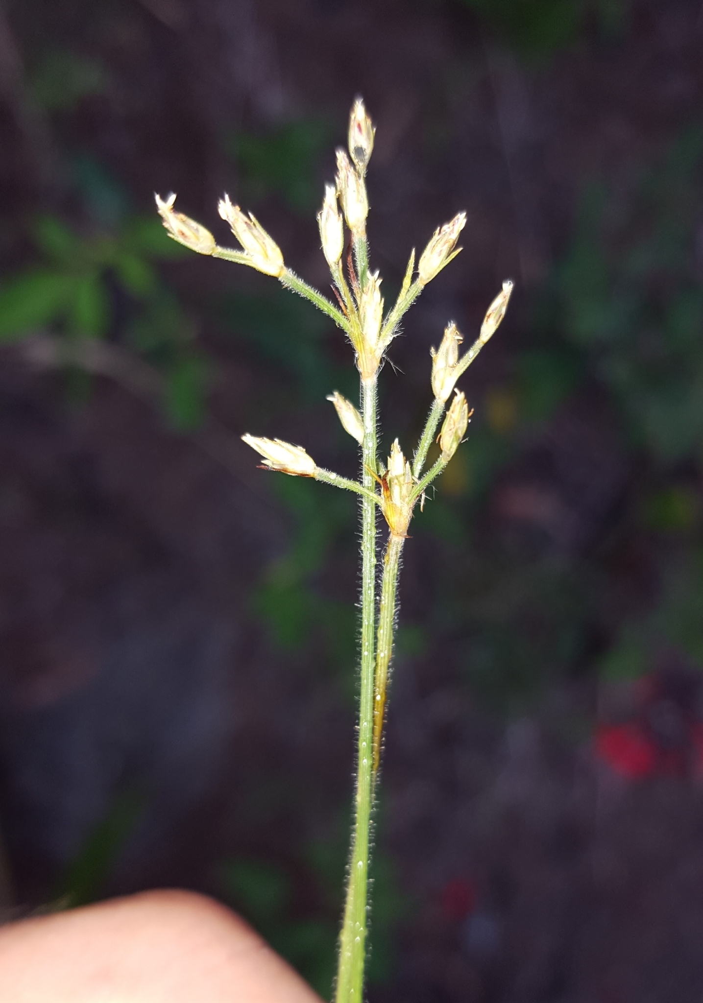 (c) François Rousseu, certains droits réservés (CC BY-NC) https://www.inaturalist.org/observations/109992435