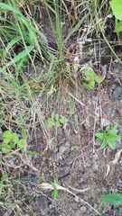 Bulbostylis hispidula