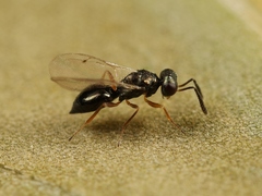 Cyrtogaster vulgaris