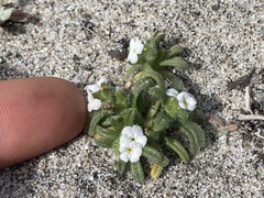 Cryptantha arenophila