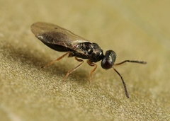 Cyrtogaster vulgaris