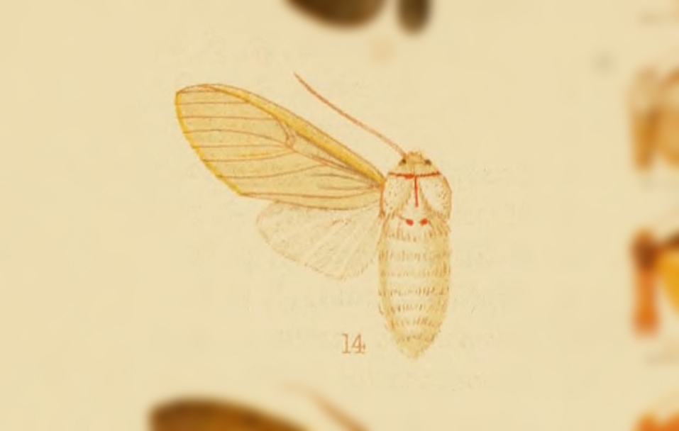 Idalus noiva