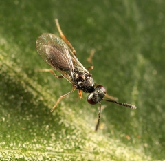 Cyrtogaster vulgaris