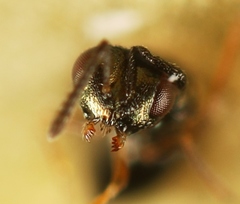 Cyrtogaster vulgaris