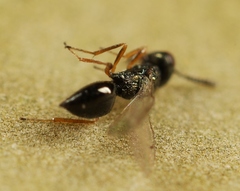 Cyrtogaster vulgaris