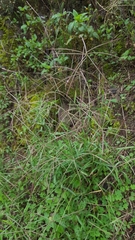Chloris pycnothrix