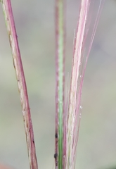 Chloris pycnothrix
