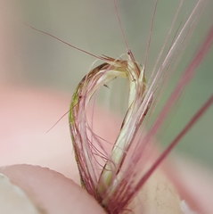 Chloris pycnothrix