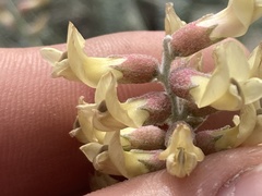 Astragalus anemophilus