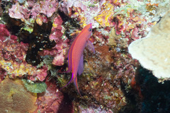 Pyronotanthias smithvanizi