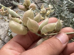 Astragalus anemophilus