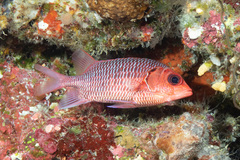 Myripristis violacea