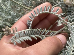 Astragalus anemophilus