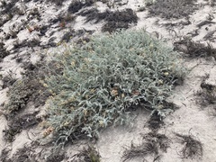 Astragalus anemophilus