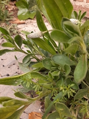 Galium aschenbornii