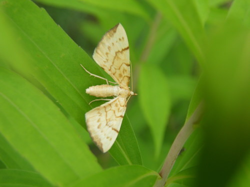 Lipikinis Juostasprindis