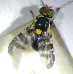 Rhagoletis cerasi