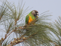 Poicephalus senegalus