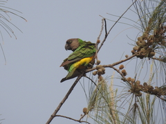 Poicephalus senegalus