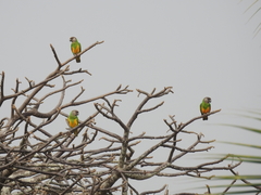 Poicephalus senegalus