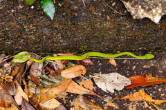 Pseudogagrella splendens