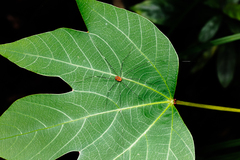 Pseudogagrella splendens