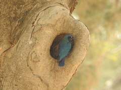 Lamprotornis chalcurus