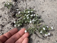 Cryptantha arenophila