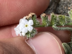 Cryptantha arenophila