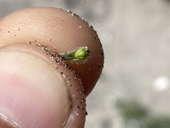 Cryptantha arenophila
