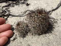 Mammillaria hutchisoniana