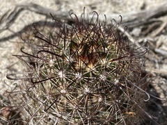 Mammillaria hutchisoniana