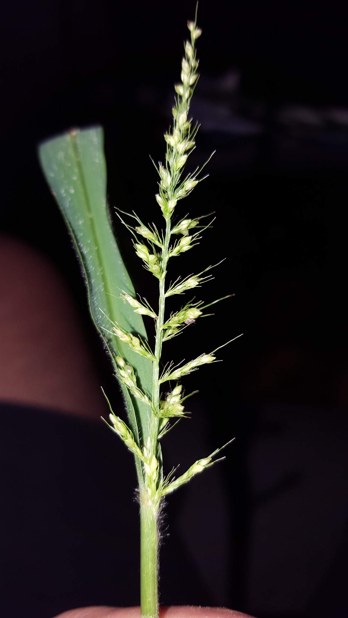 (c) François Rousseu, certains droits réservés (CC BY-NC) https://www.inaturalist.org/observations/109992971