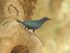 Lamprotornis chalcurus