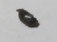 Proteinus brachypterus