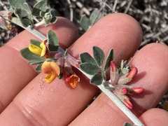 Acmispon distichus