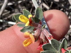 Acmispon distichus