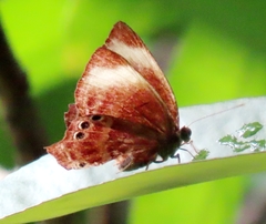 Abisara saturata kausambioides