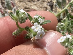 Cryptantha arenophila
