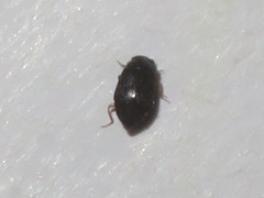 Proteinus brachypterus