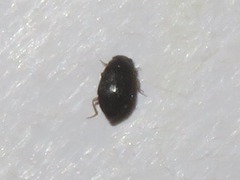 Proteinus brachypterus