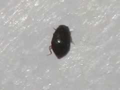 Proteinus brachypterus