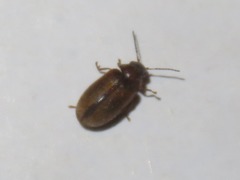 Contacyphon laevipennis