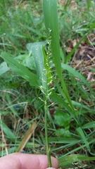 Setaria intermedia