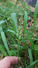 Setaria intermedia