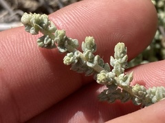 Atriplex julacea