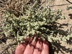 Atriplex julacea