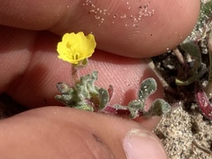 Camissoniopsis lewisii