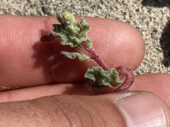 Camissoniopsis lewisii